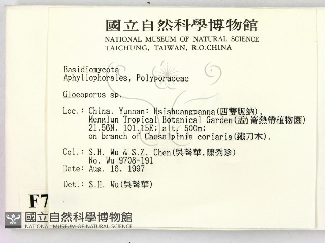 膠孔菌屬藏品圖，第2張