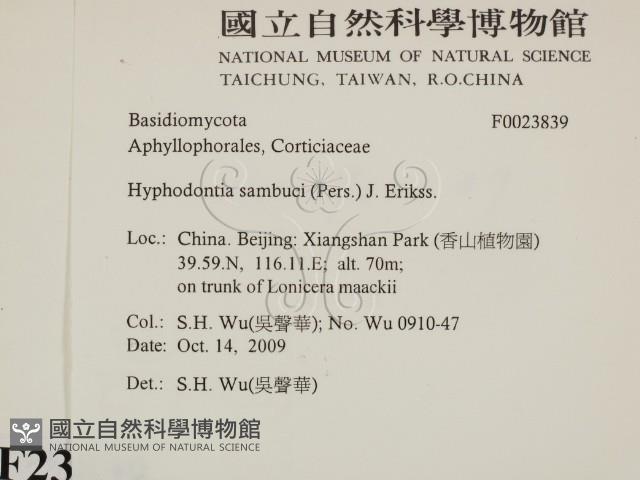 冇骨消絲齒菌藏品圖，第2張