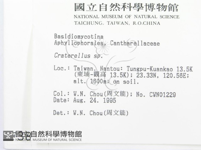 喇叭菌屬藏品圖，第2張