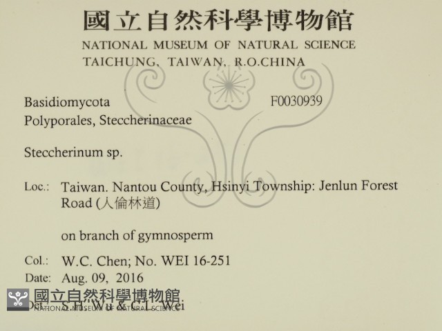 齒耳菌屬藏品圖，第2張