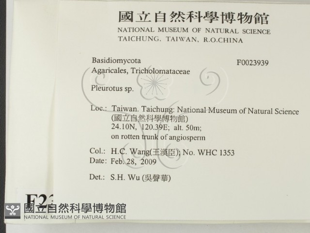 側耳屬藏品圖，第2張