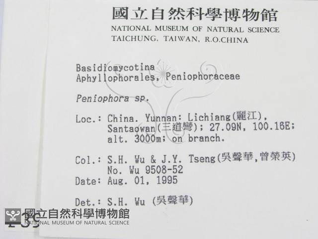 筍殼菌屬藏品圖，第2張