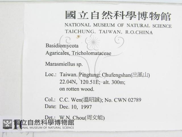 微皮傘屬藏品圖，第2張