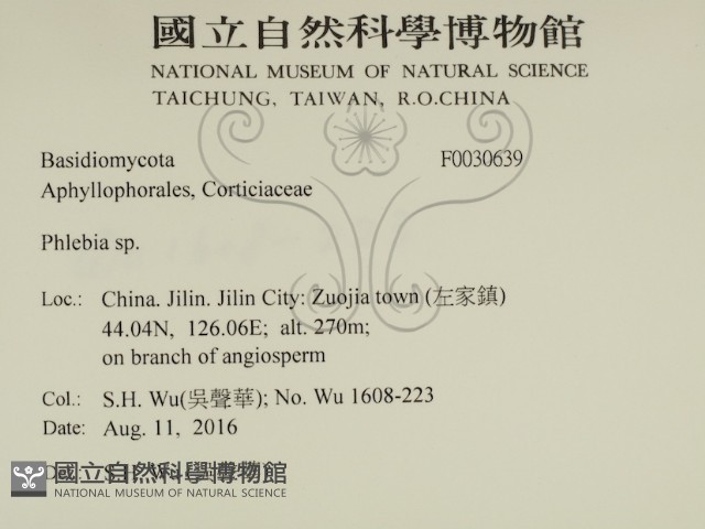 射脈菌屬藏品圖，第2張