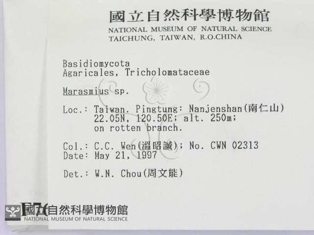 小皮傘屬藏品圖，第2張