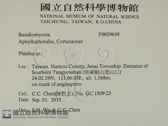 射脈菌屬藏品圖，第2張