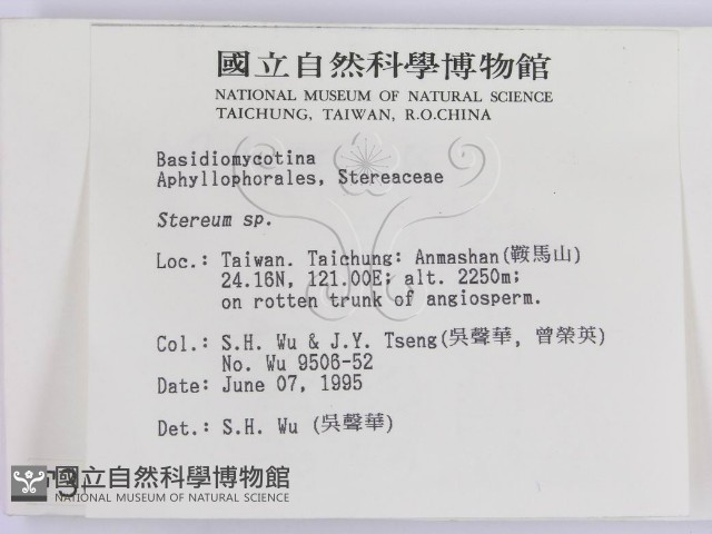 韌革菌屬藏品圖，第2張