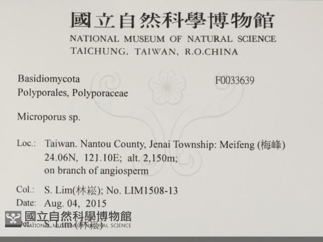 小孔菌屬藏品圖，第2張