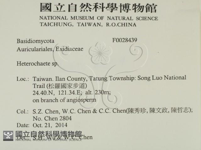 刺皮菌屬藏品圖，第2張