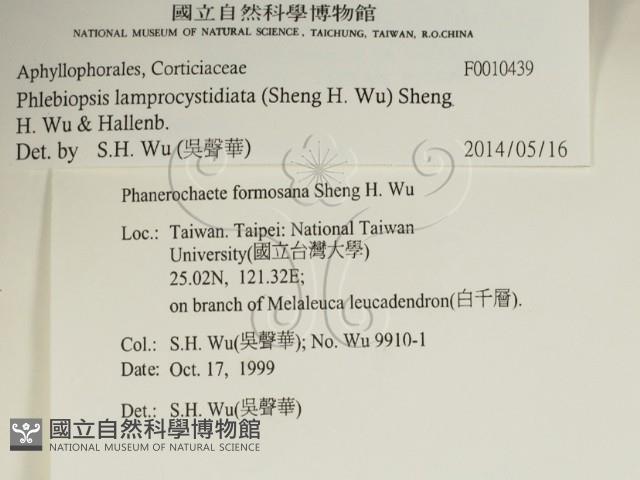 燈籠囊擬射脈菌藏品圖，第2張