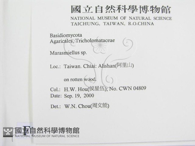 微皮傘屬藏品圖，第2張