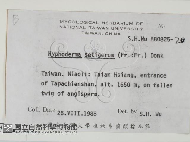 剛毛絲皮菌藏品圖，第2張