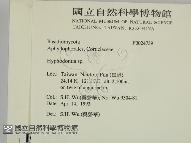 絲齒菌屬藏品圖，第2張