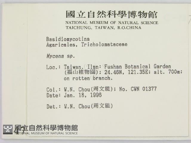 小菇屬藏品圖，第2張