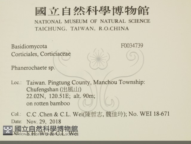 顯絲菌屬藏品圖，第2張