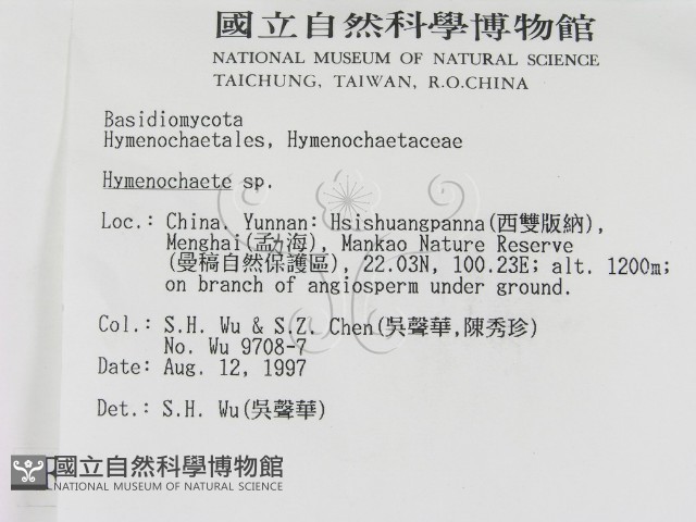 刺革菌屬藏品圖，第2張
