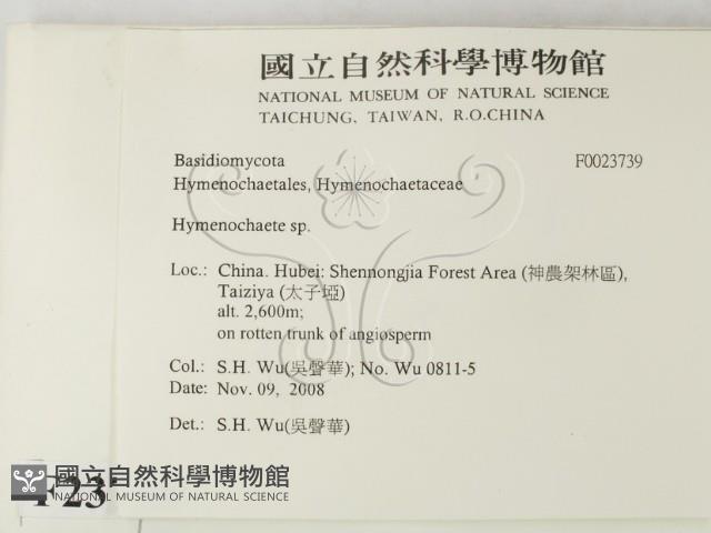 刺革菌屬藏品圖，第2張
