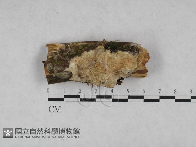 登錄號:F0028539藏品圖，第1張