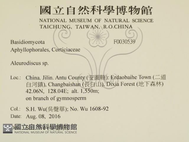 盤革菌屬藏品圖，第2張