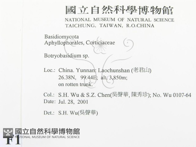 串擔革菌屬藏品圖，第2張