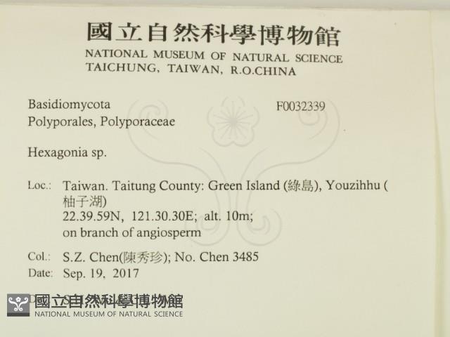 蜂窩菌屬藏品圖，第2張