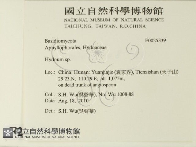 齒菌屬藏品圖，第2張