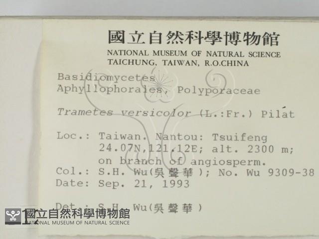 雲芝藏品圖，第2張
