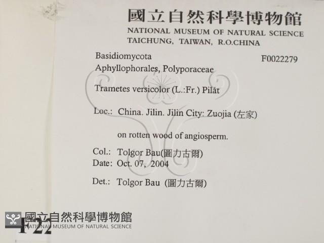 雲芝藏品圖，第2張