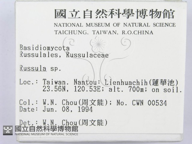 紅菇屬藏品圖，第2張