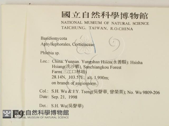 射脈菌屬藏品圖，第2張