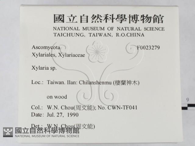 炭角菌屬藏品圖，第2張