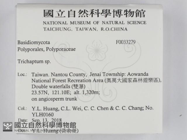 附毛菌屬藏品圖，第2張