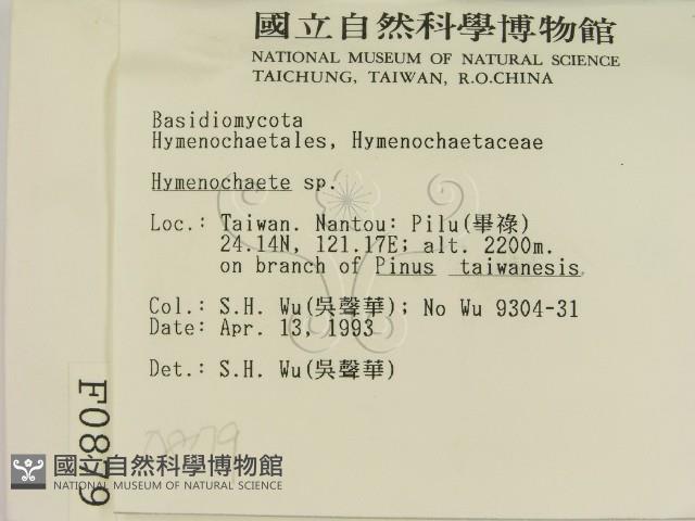 刺革菌屬藏品圖，第2張