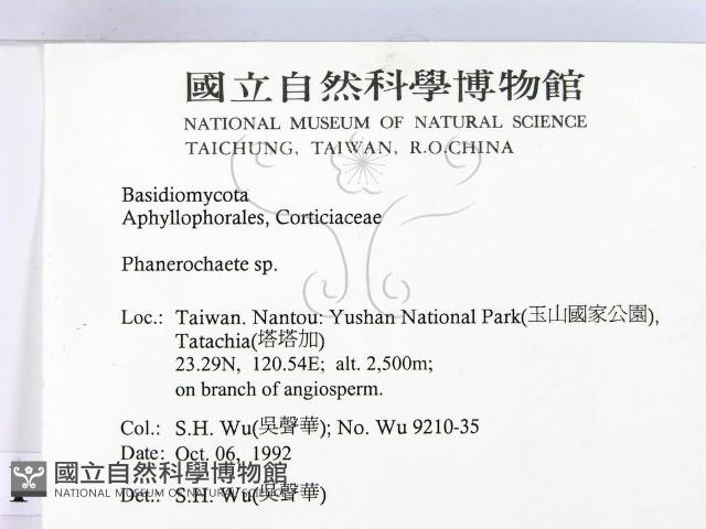 顯絲菌屬藏品圖，第2張