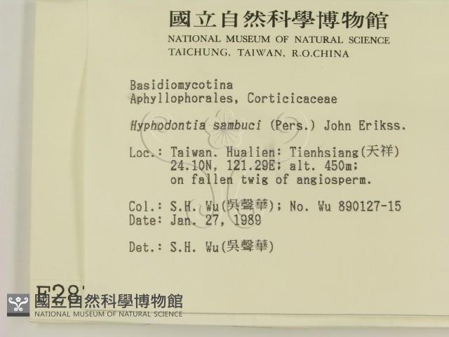 冇骨消絲齒菌藏品圖，第2張