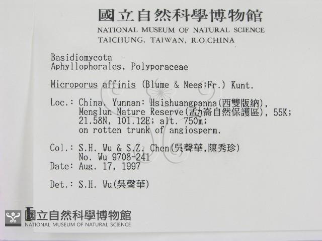 相鄰小孔菌藏品圖，第2張