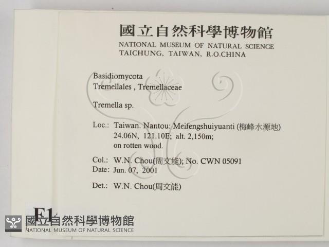 銀耳屬藏品圖，第2張