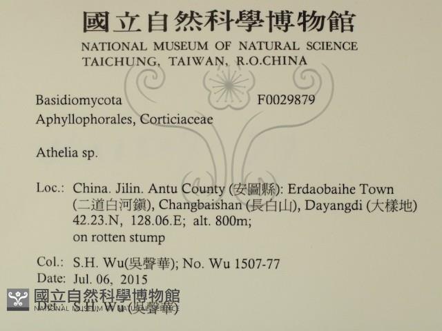 阿太菌屬藏品圖，第2張