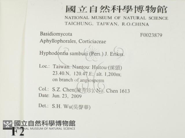 冇骨消絲齒菌藏品圖，第2張