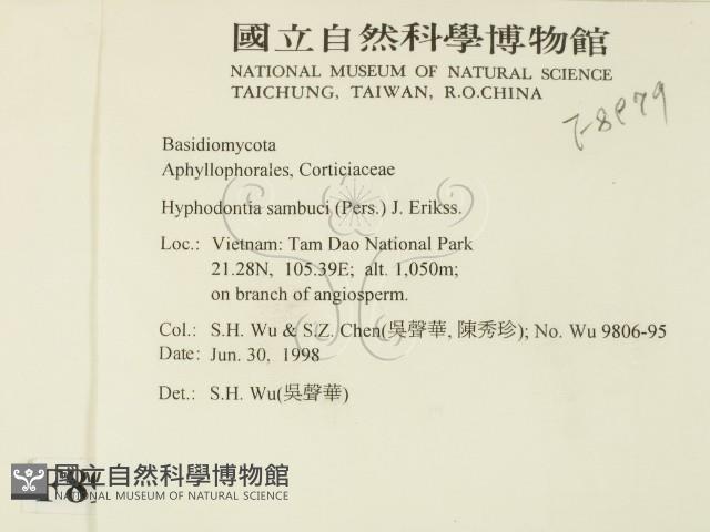 冇骨消絲齒菌藏品圖，第2張