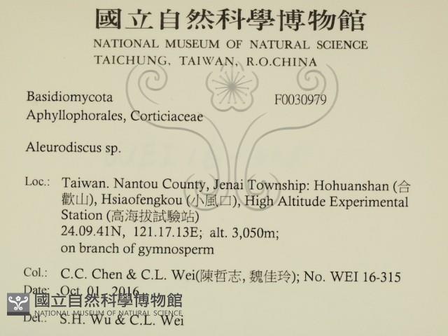 盤革菌屬藏品圖，第2張