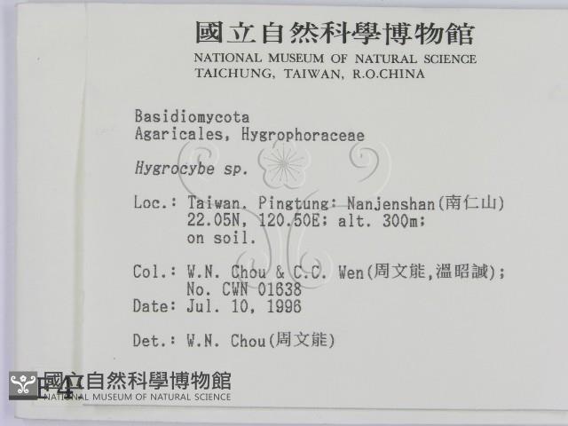 濕傘屬藏品圖，第2張