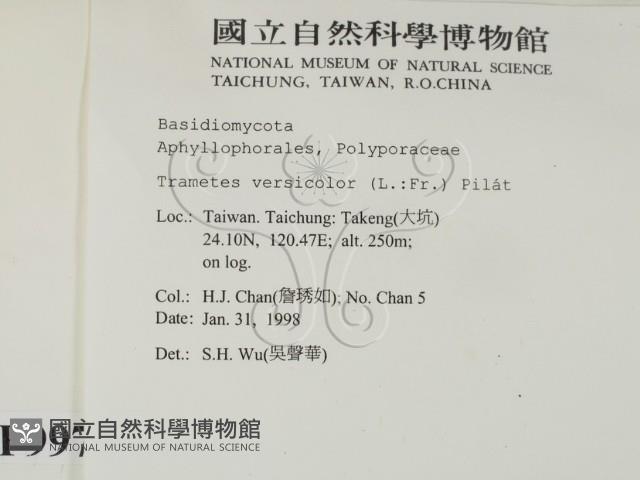 雲芝藏品圖，第2張