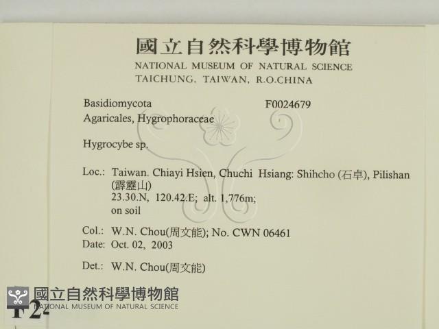 濕傘屬藏品圖，第2張