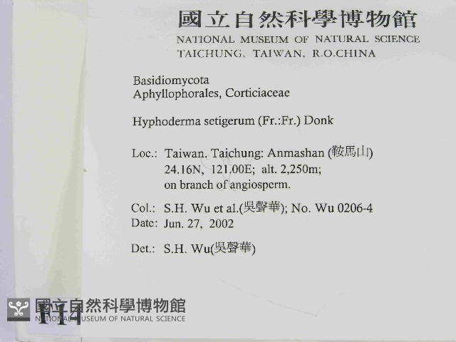 剛毛絲皮菌藏品圖，第2張