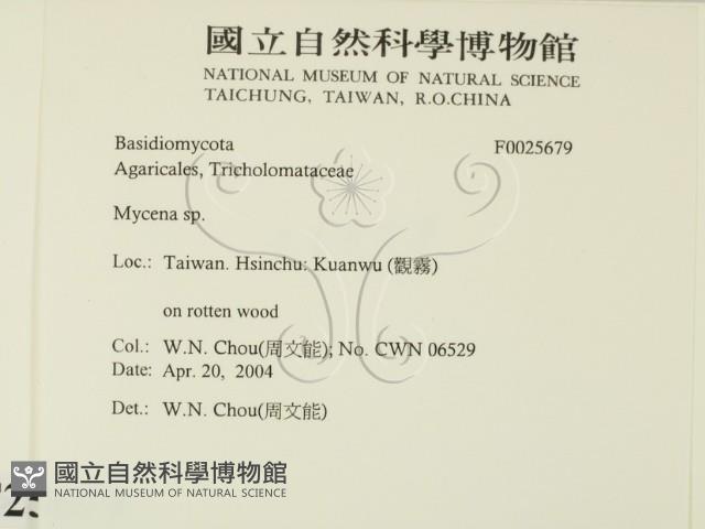 小菇屬藏品圖，第2張