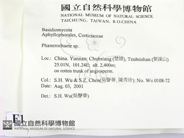 顯絲菌屬藏品圖，第2張