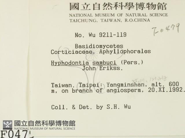冇骨消絲齒菌藏品圖，第2張