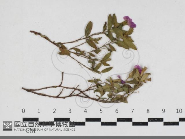 登錄號:F0031479藏品圖，第1張