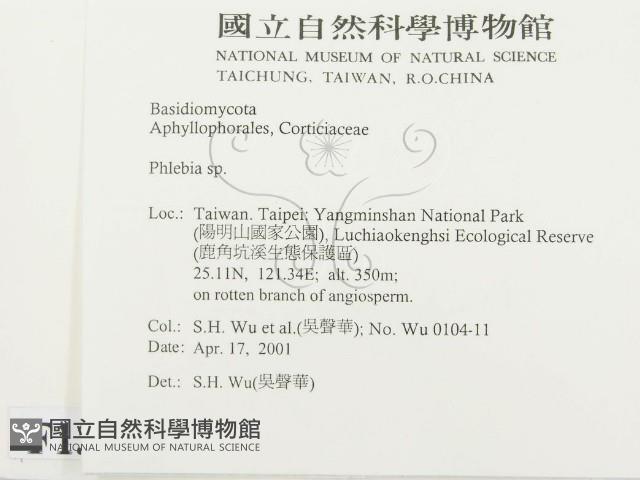 射脈菌屬藏品圖，第2張
